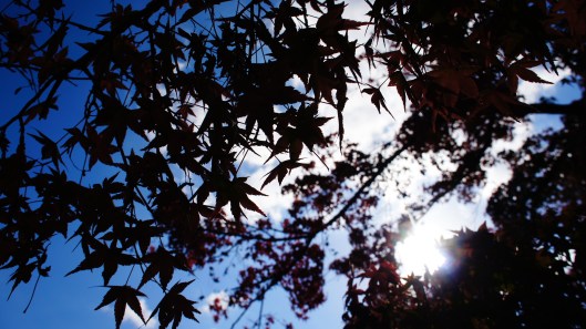 Maple leaf at Arashiyama